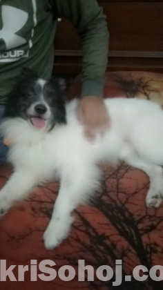 Ekti dog sale hobe